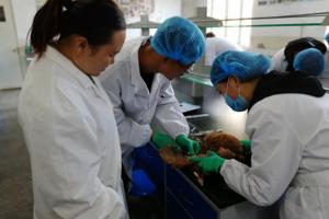  兽医系教师利用业余时间为参加公司第九届“挑战杯”老员工职业技能竞赛的同学进行现场辅导